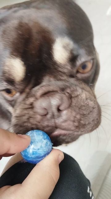 мой пёсик &попрыгунчик