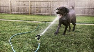Вода из плывуна. Абиссинская скважина среди Маргариток, под Выборгом Ленинградской области
