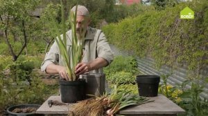 Размножаем водяной ирис. Как выращивать ирис в воде? Рекомендации эксперта