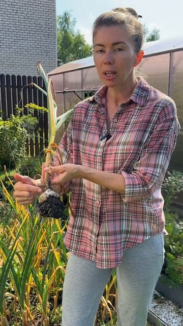 Спасаю урожай чеснока. Пора выкапывать 🧄 смотреть онлайн