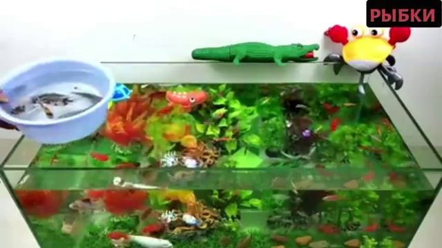 Маленькие рыбки в аквариуме смотреть онлайн