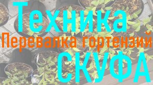 Перевалка гортензий. Техника - скуфа