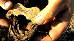 Поиск монет на Волге.Наглый грабеж спящих сурков.