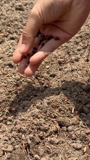 Соседи в шоке: мой огород теперь как у профессионала. смотреть онлайн