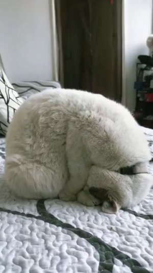 Во как спят, когда хотят!