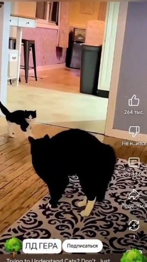 Игривые котики🐱🐈