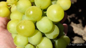 Новинки винограда, Жека мускатный, самый ранний на моем участке