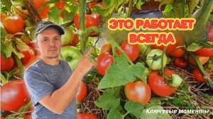 Финальная подкормка низкорослых томатов для укрупнения плодов.