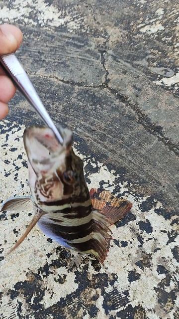 Что за рыба???? смотреть онлайн