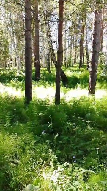 Заросли хвоща в лесу смотреть онлайн