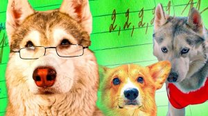 ЕСЛИ БЫ ПЁСИКИ ХОДИЛИ В ШКОЛУ!! ЖУТКАЯ КАНТРОЛЬНАЯ!