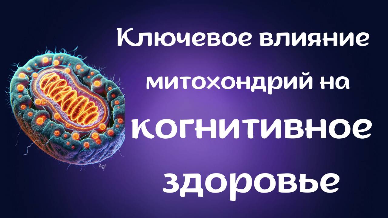 Ключевое влияние митохондрий на когнитивное здоровье