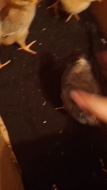 полный обзор на цыплят