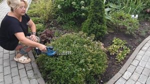 Как и когда обрЕзать спирею японскую?