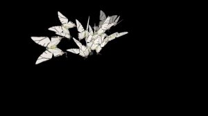 ФУТАЖ  БЕЛЫЕ  БАБОЧКИ