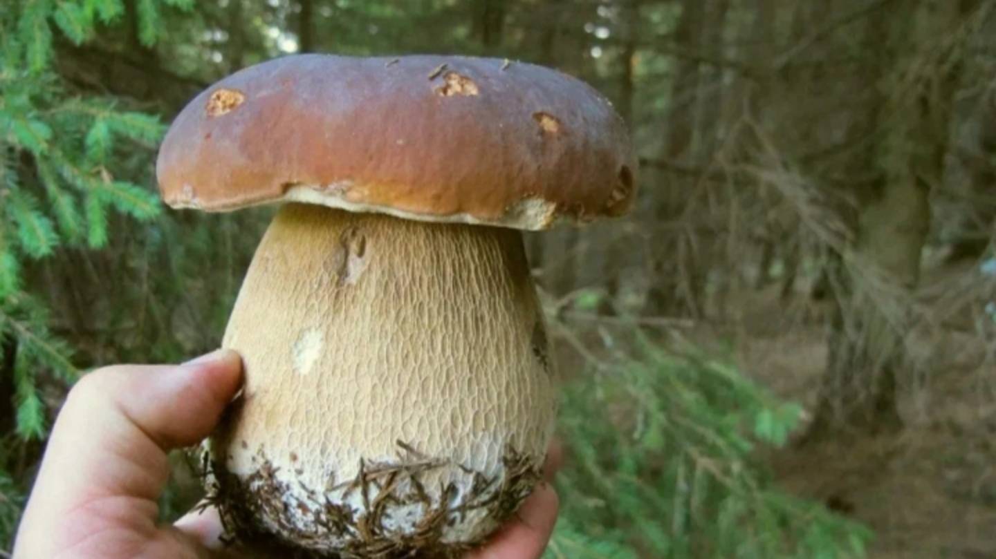 С утра в Лес по Грибы. Грибы и лес. 🍄🌲🌳🍄