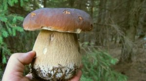 С утра в Лес по Грибы. Грибы и лес. 🍄🌲🌳🍄