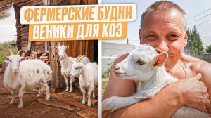 Фермерские будни: заготовка веников-почему в моем хозяйстве козам точно быть! 🐐🌿 #МоеПодворье