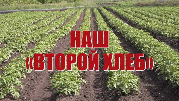 Специальный репортаж «Наш «второй хлеб» смотреть онлайн