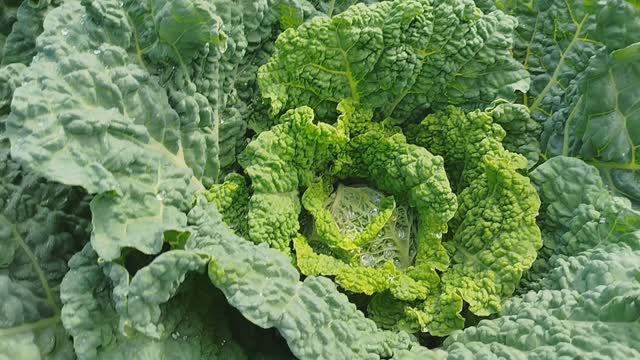 12. Подвязали виноград. Профилактика фитофторы. Боюсь змей. #битвазаурожай #садиогород #домикуреки