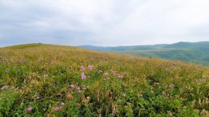 The Sound of Crickets in a Mountain Pasture