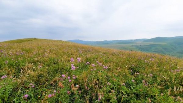 The Sound of Crickets in a Mountain Pasture