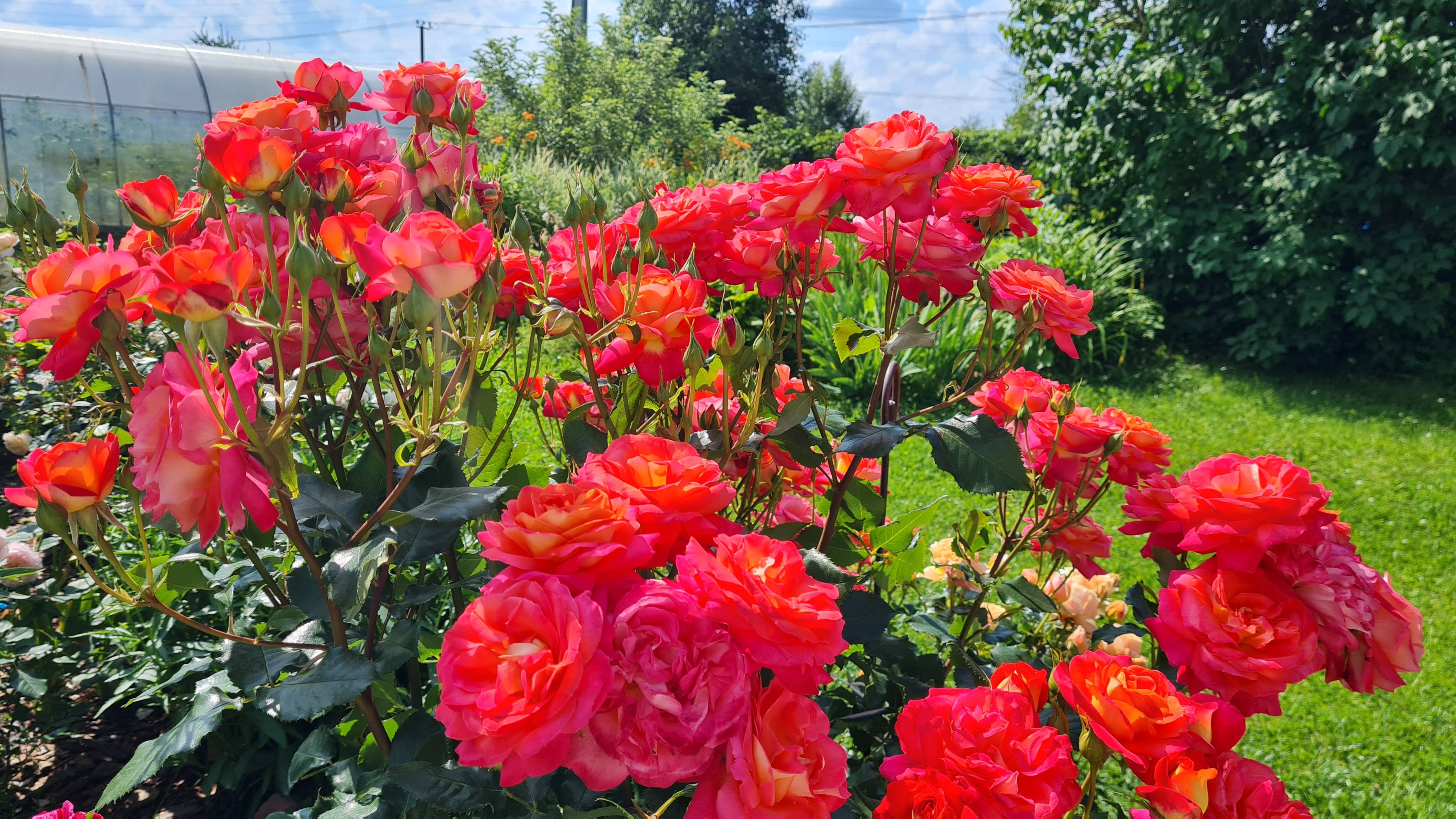 Жара!🌞 Цветут розы: Мидсаммер, Симпли Горджес, Миранда и др. 16.07.25г.🌹 Ленобласть. смотреть онлайн