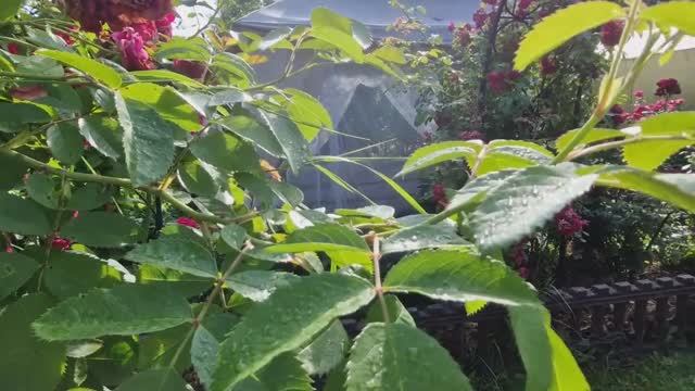 Установка новой кухни. Муж приехал с рейса и обалдел. Готовим лечебный свекольный квас. смотреть онлайн