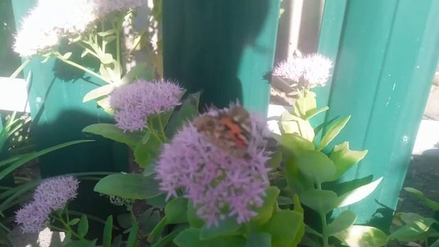 Седум видный «Бриллиант» «jimmvista»✏️👍👀 👂