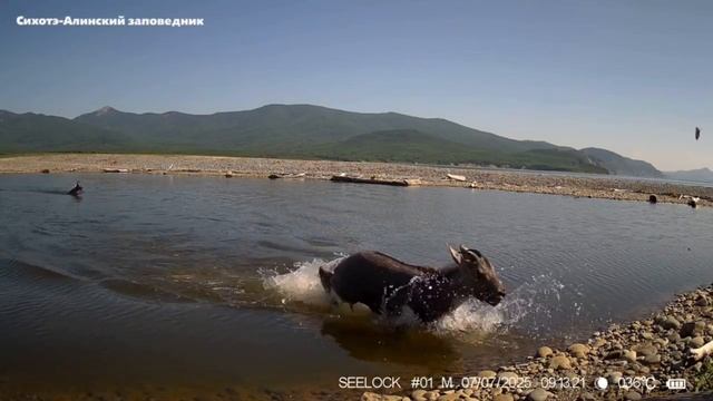 Невероятный побег! Горалы сделали то, во что никто не верил смотреть онлайн