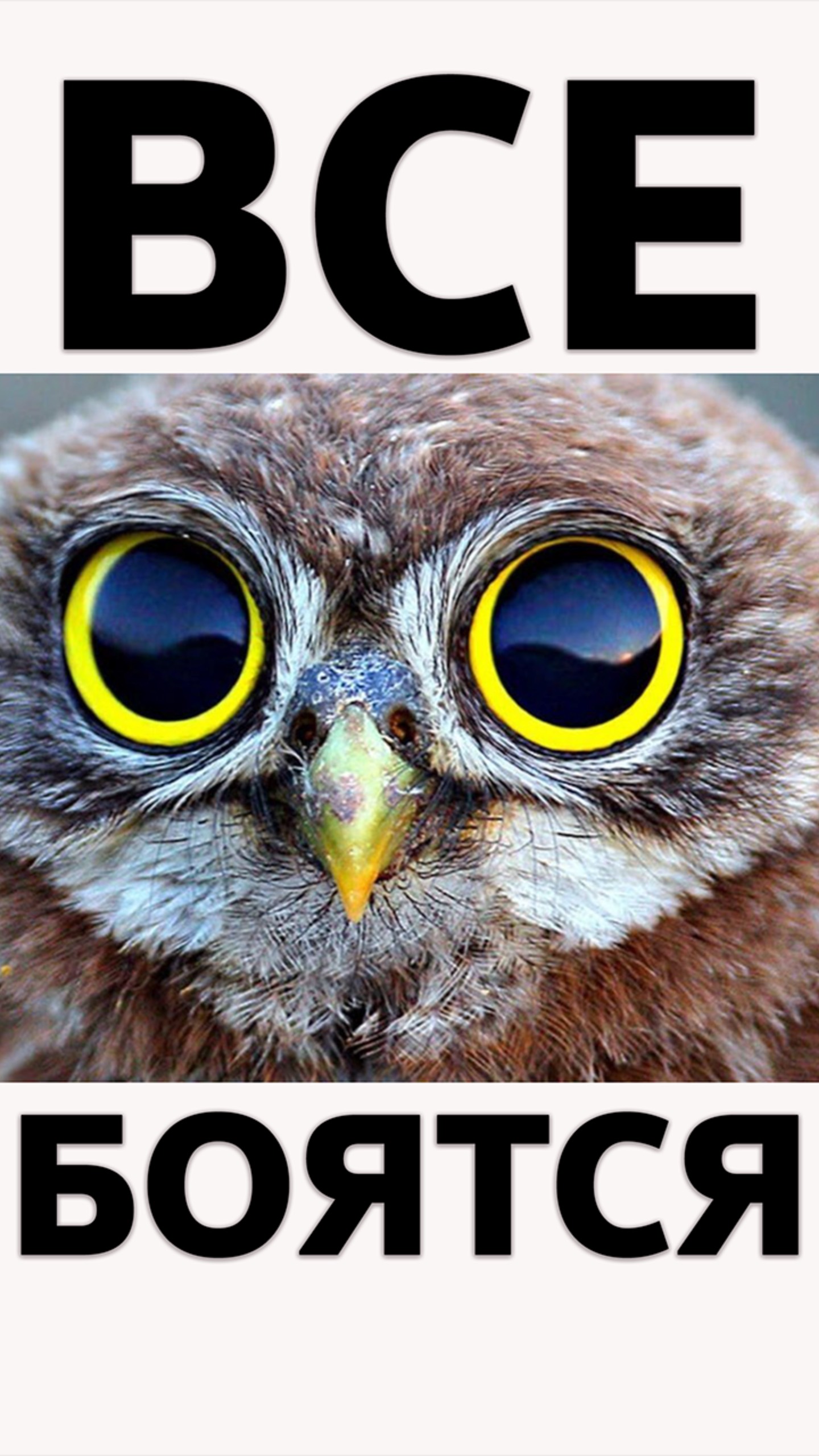 Чего еще боятся ласточки 🦅 #надаче смотреть онлайн