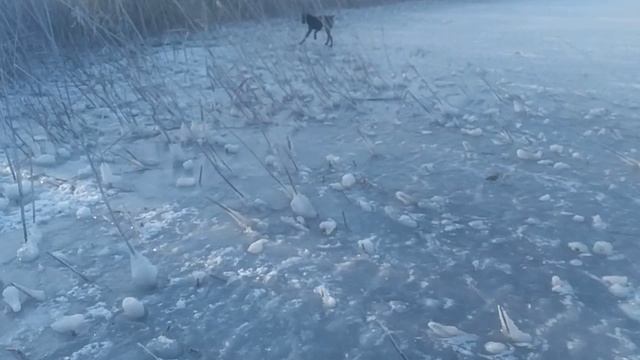 Пёс 1 сезон 1 серия зима