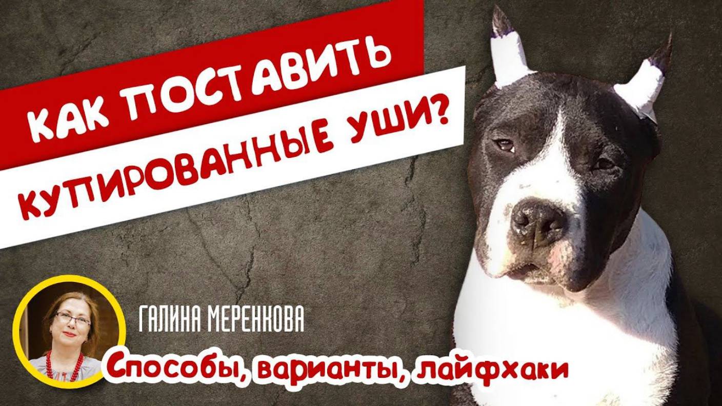 Как поставить уши собаке? Способы, варианты, лайфхаки
