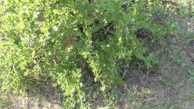 Крыжовник самосевом плодоносит