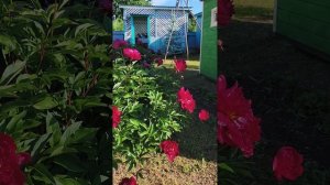 "Липовый цвет" песня группы sevenrose или семь роз.