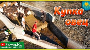 Как устроена купка для овец? Как избавить овец от клещей и псороптоза. Проплывная яма для овец.