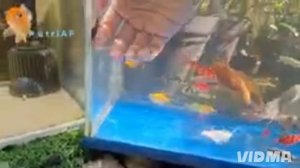 Волшебный рыбки