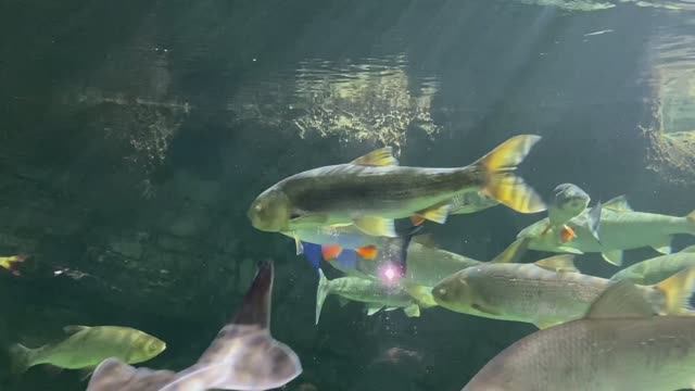 Москвариум на ВДНХ Moskvarium VDNKh