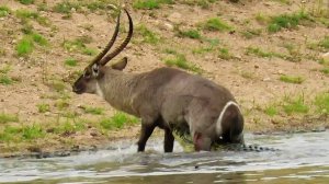 Это копытное выживает там, где другие сдаются - АФРИКАНСКИЙ ВОДЯНОЙ КОЗЁЛ!