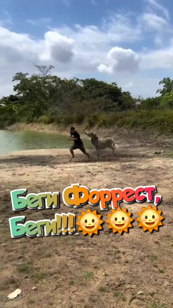 Беги Форест Беги!!!🌞🌞🌞 смотреть онлайн