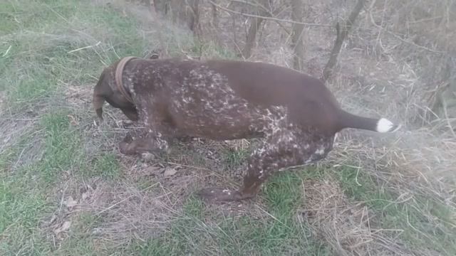 Пёс 5 сезон video_2025-03-03 «jimmvista»✏️👍👀 👂