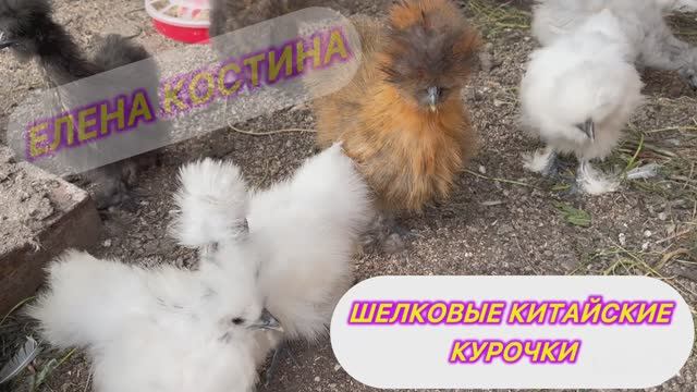 Шелковые китайские 🐓🐓🐓 смотреть онлайн