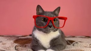 КОТИКИ ГОТОВЯТСЯ К НОВОМУ ГОДУ!