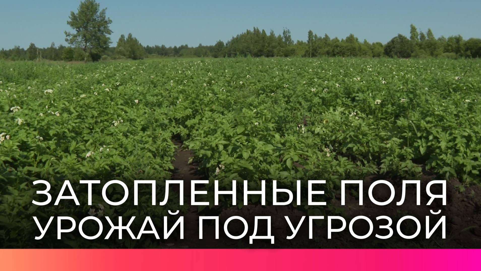 Аграрии оценивают последствия непогоды в Новгородской области