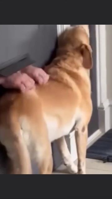 Любимая часть дня для собаки — когда почтальон гладит через щель для почты смотреть онлайн