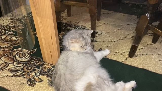 Меховые сны: путь к пушистому сердцу