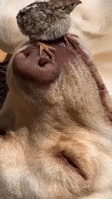 В мире животных все по другому