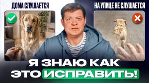 Команды на улице |  Если собака на улице не слышит хозяина?