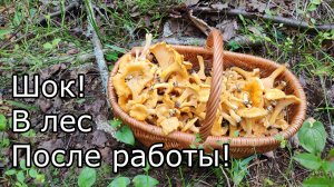 "Если с другом вышел в путь...., море лисичек!!!" 18.07.25