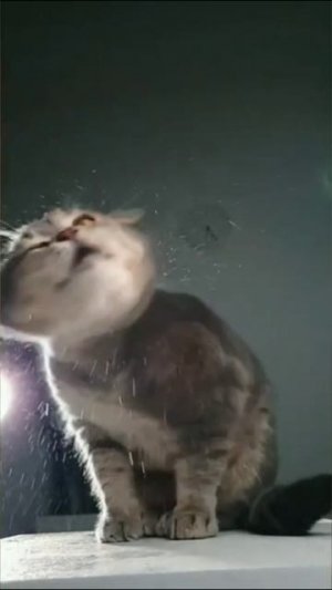 Смешные коты #67-2